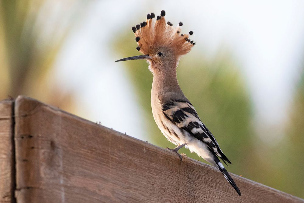 Фотография автора Светлана Барабанщикова