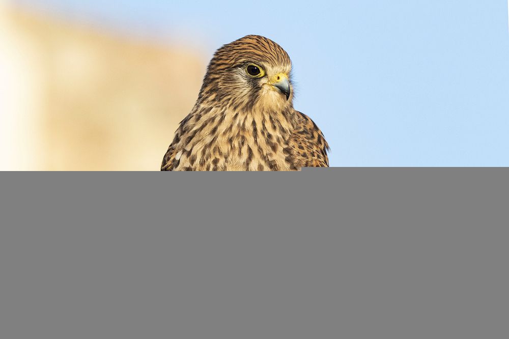 Фотография автора Светлана Барабанщикова