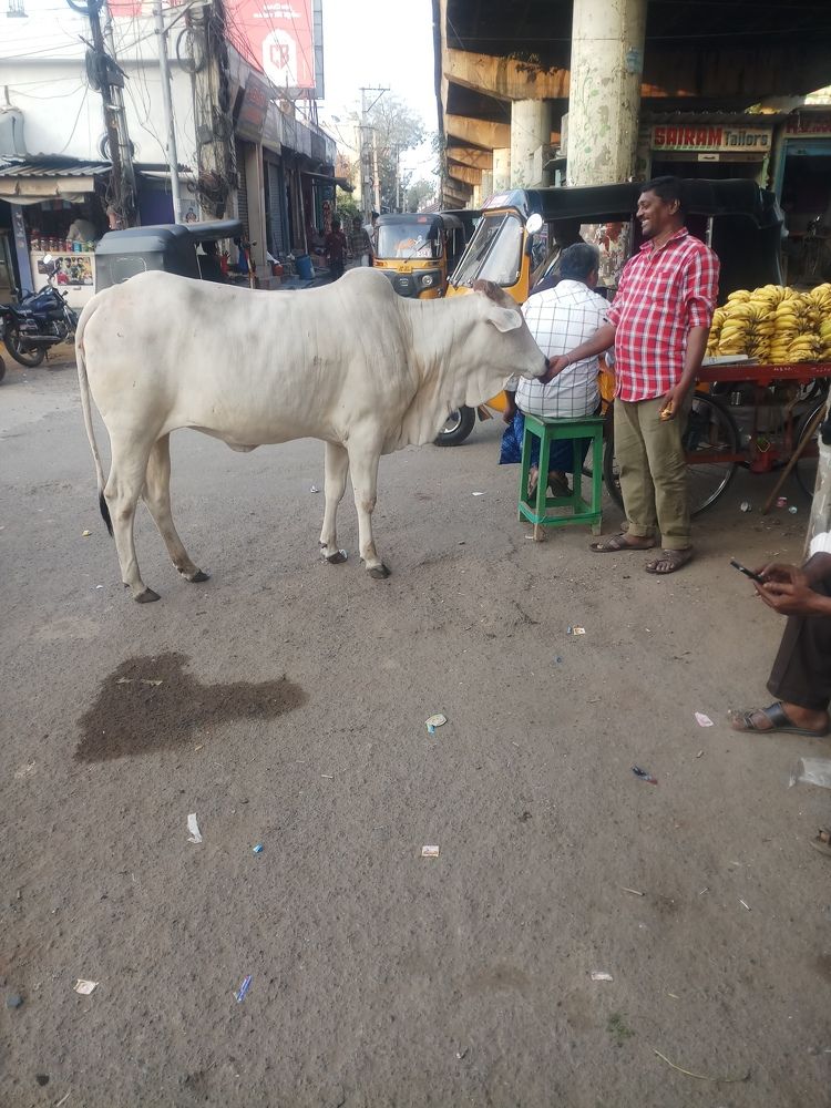 Photograph by B.Ramasubbaiah