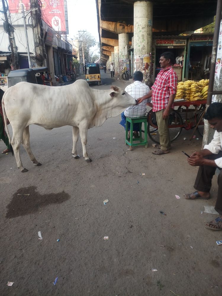 Photograph by B.Ramasubbaiah