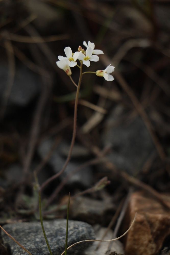 Ранний медонос