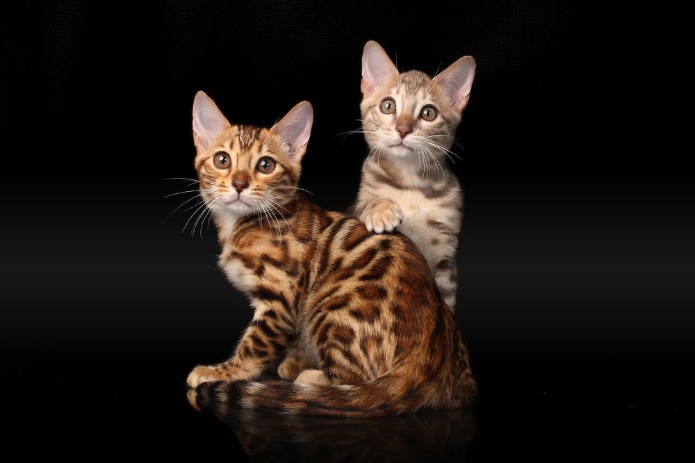 Photograph by Стрижаченко Инга