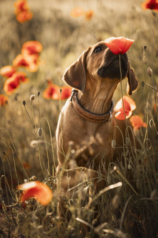 Ridgeback puppy explores the world