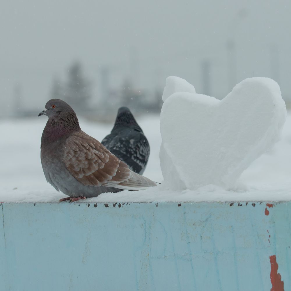 Love in the "N" city