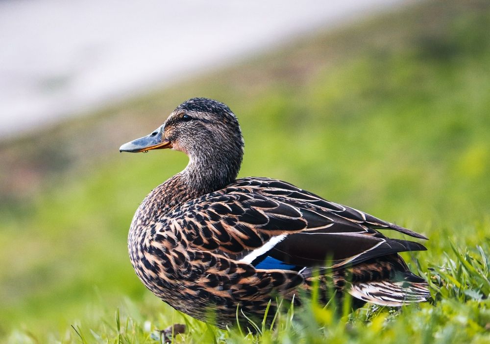 Photograph by Хельга Кольцова