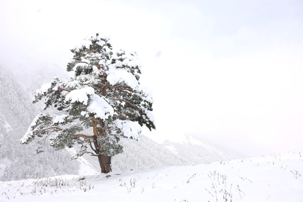 Одинокое дерево в горах