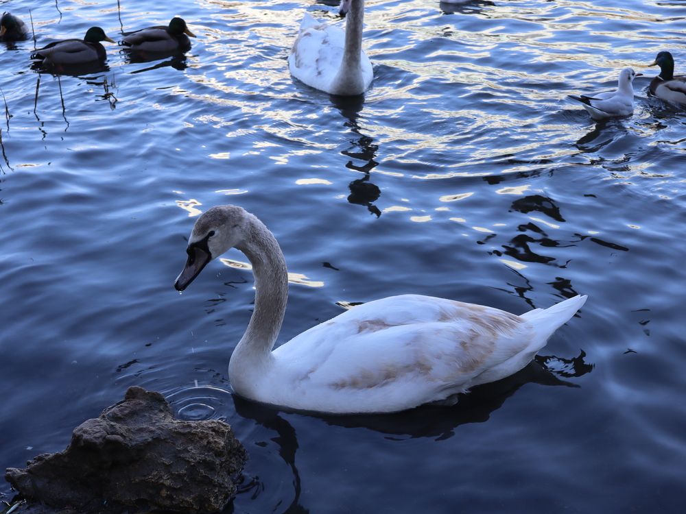 Photograph by Natalya Sedina