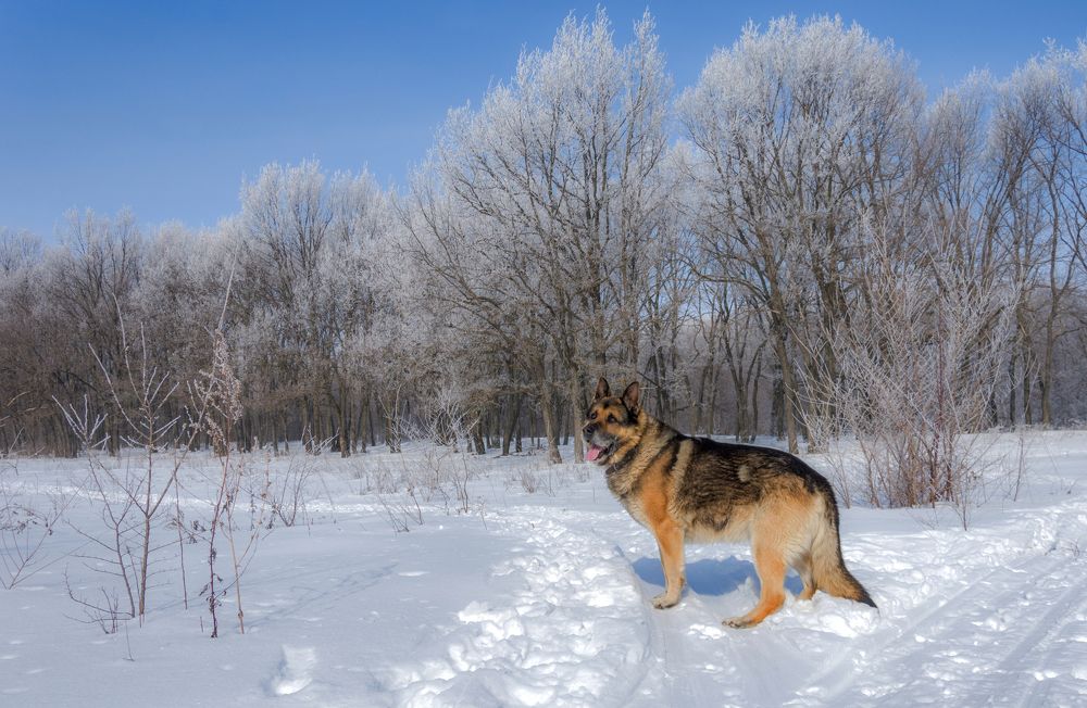 Фотография автора Наталья Димова