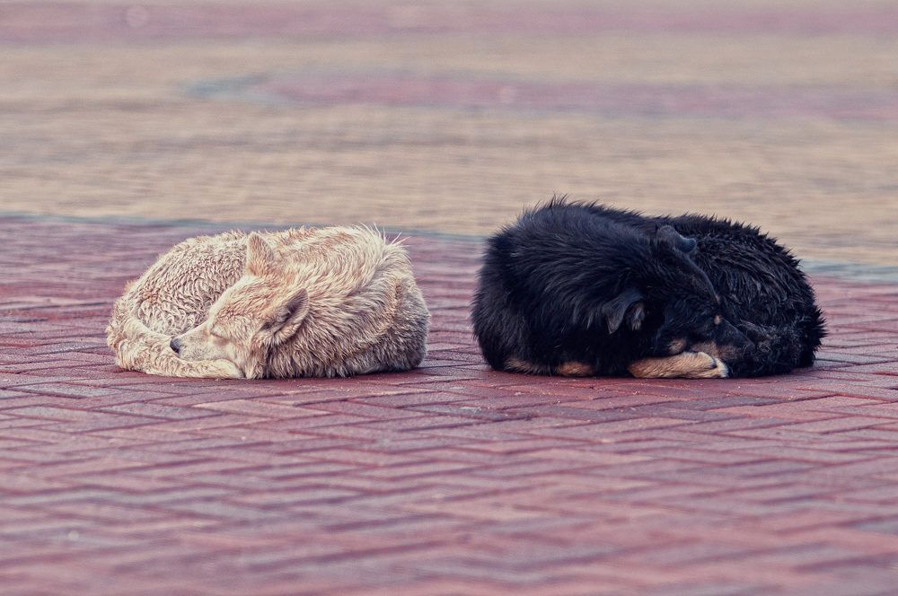 Фотография автора Renat Mansurov