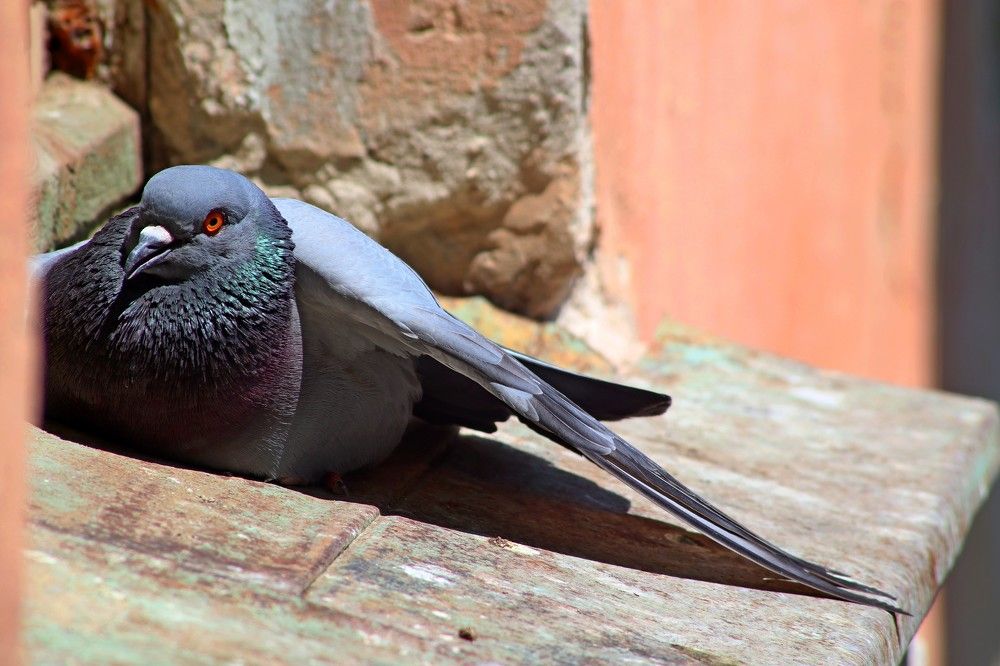 Фотография автора Van Gross