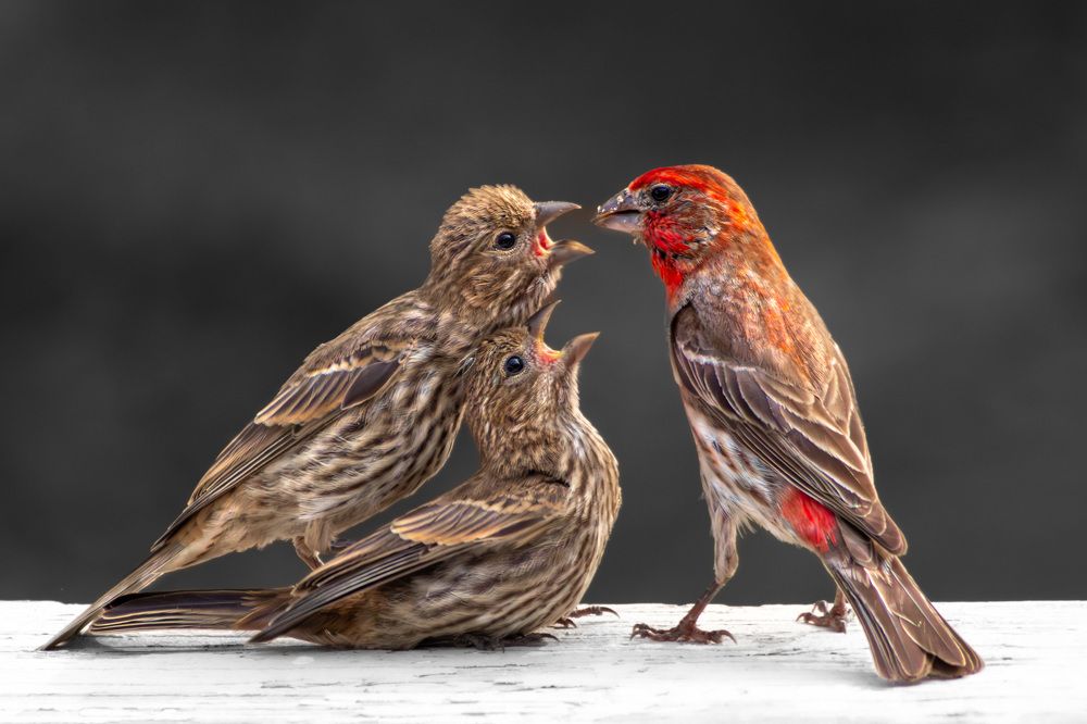 Фотография автора Van Gross