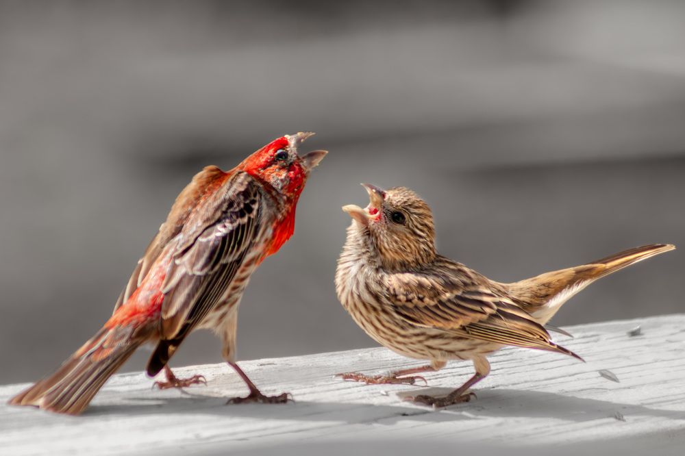 Фотография автора Van Gross