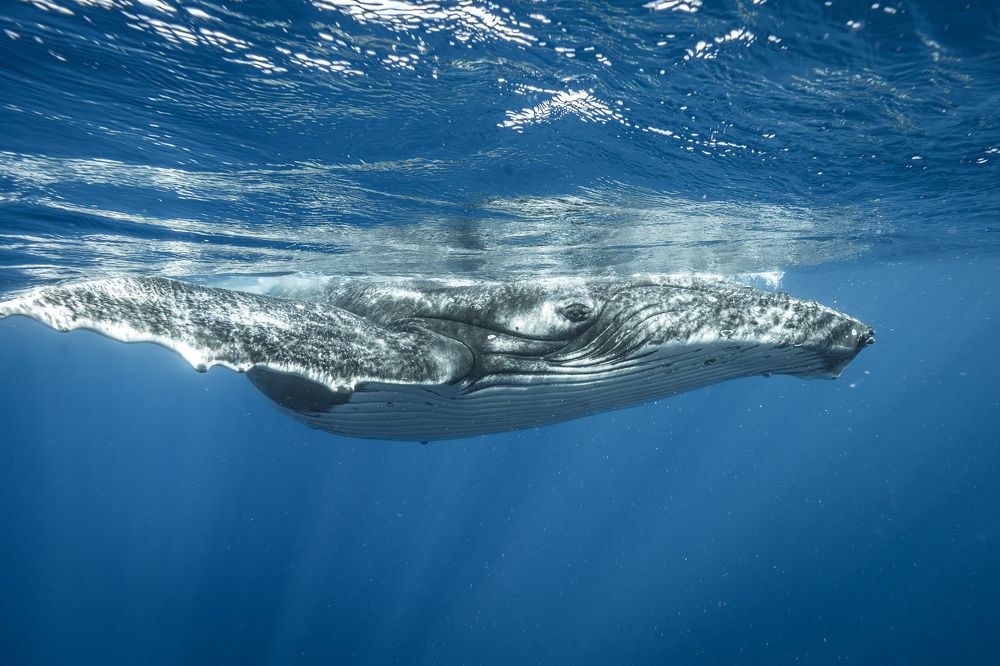 Горбатый кит, Тонга