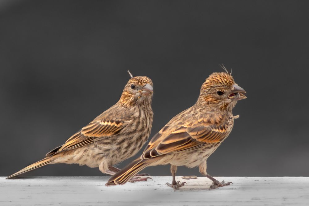 Фотография автора Van Gross