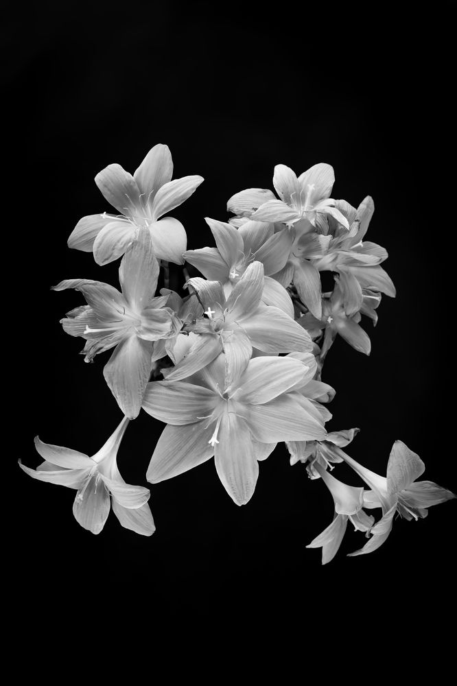 Photograph by Grădinaru Catalin