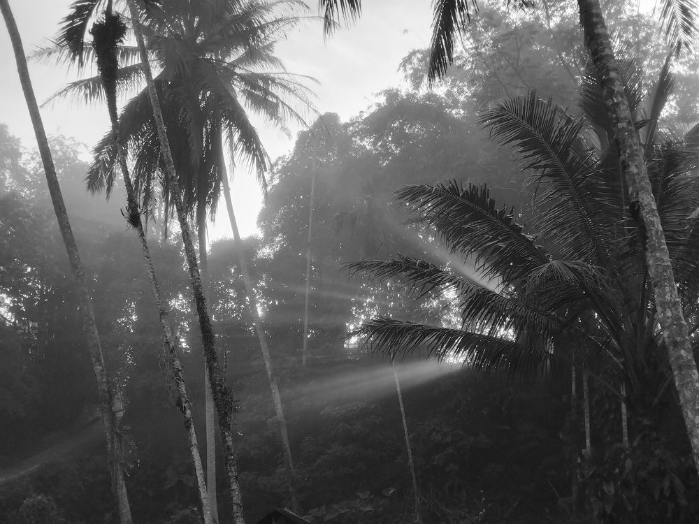 SunBeams Amongs Coconuts And Bamboo Trees