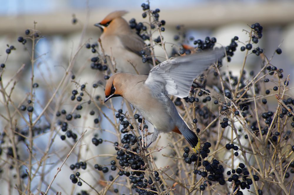 Photograph by Антон Громов