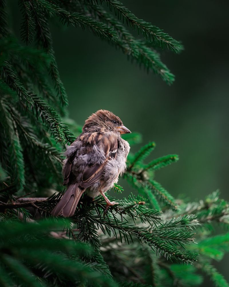 Photograph by Загруев Михаил