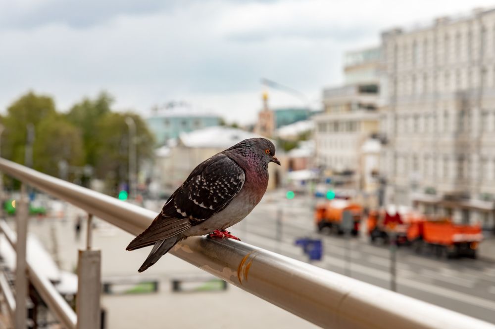 Наблюдатель