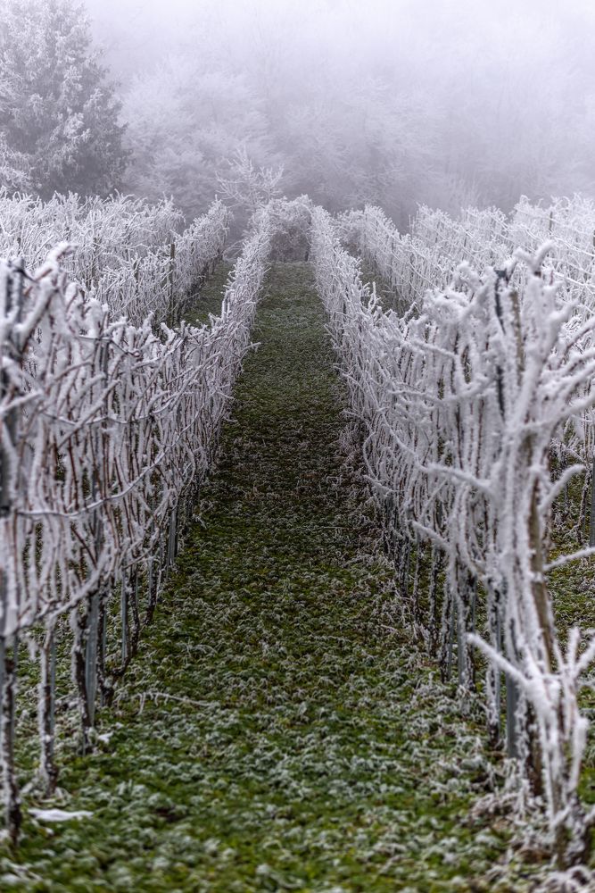 Photograph by Lijana Tagmann