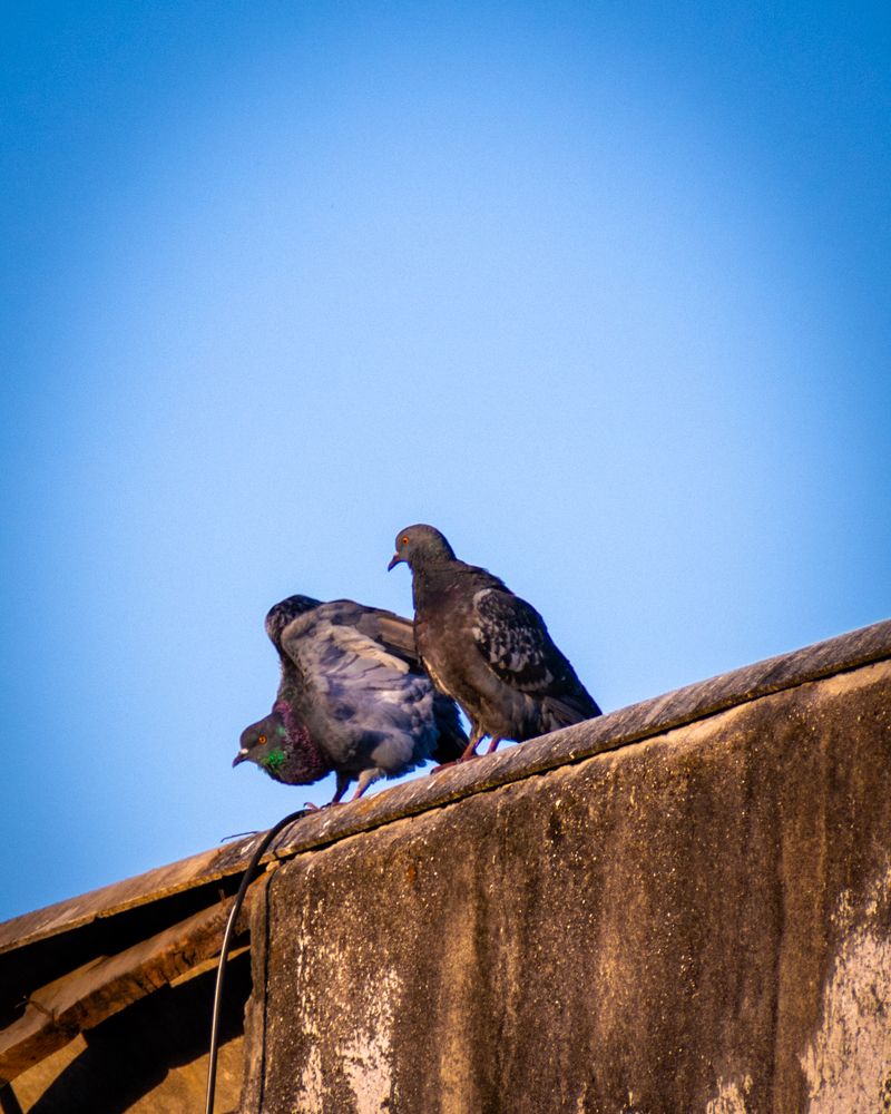 Photograph by Mauricio Santiago Boulogne