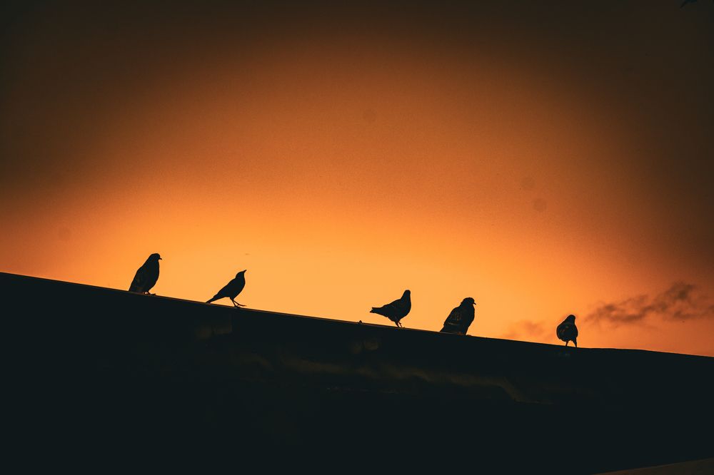 Photograph by Mauricio Santiago Boulogne