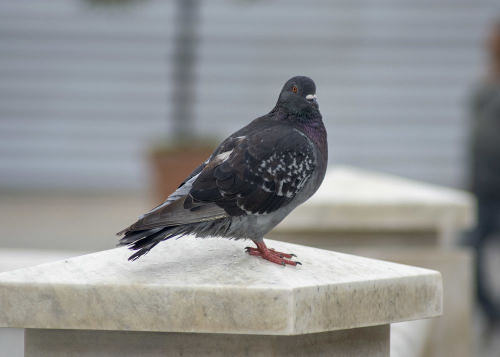 Photograph by Juan Javier Medina Pereira