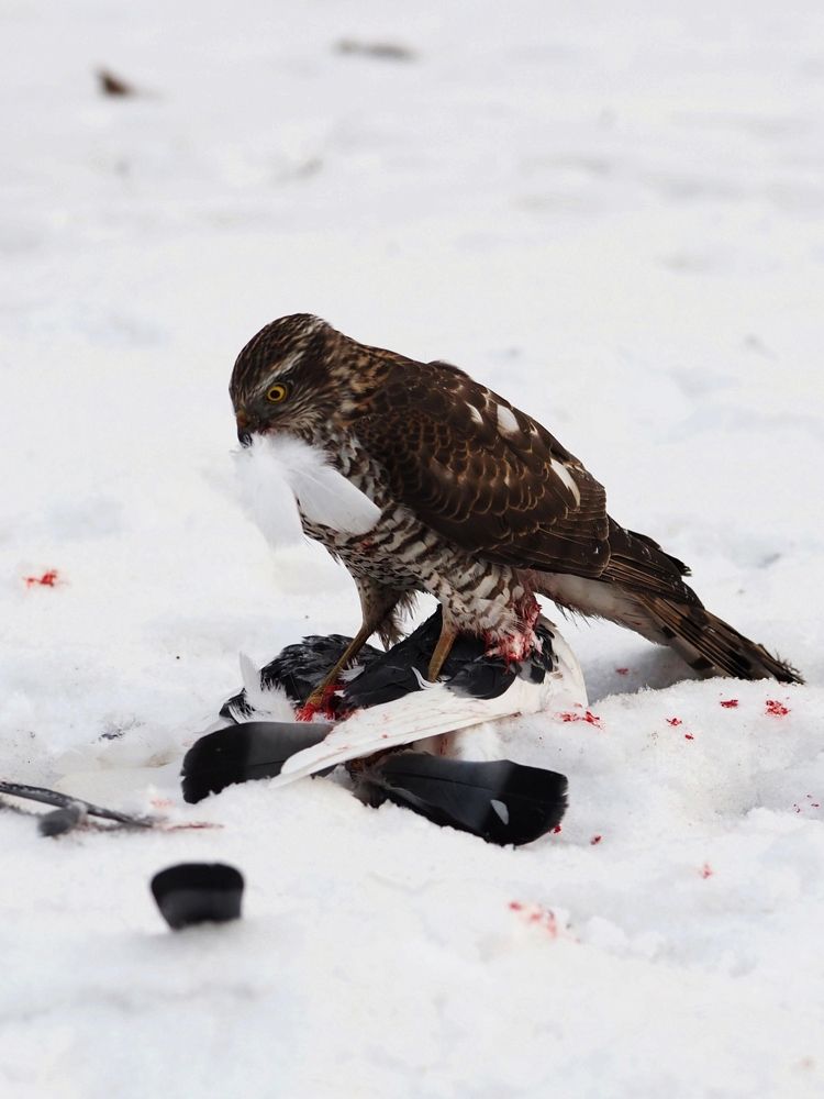 Photograph by Александр Луппов