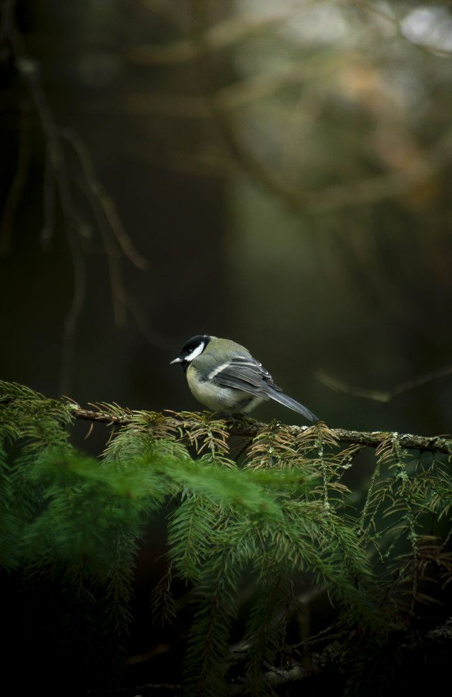 Фотография автора Денис Шишкин