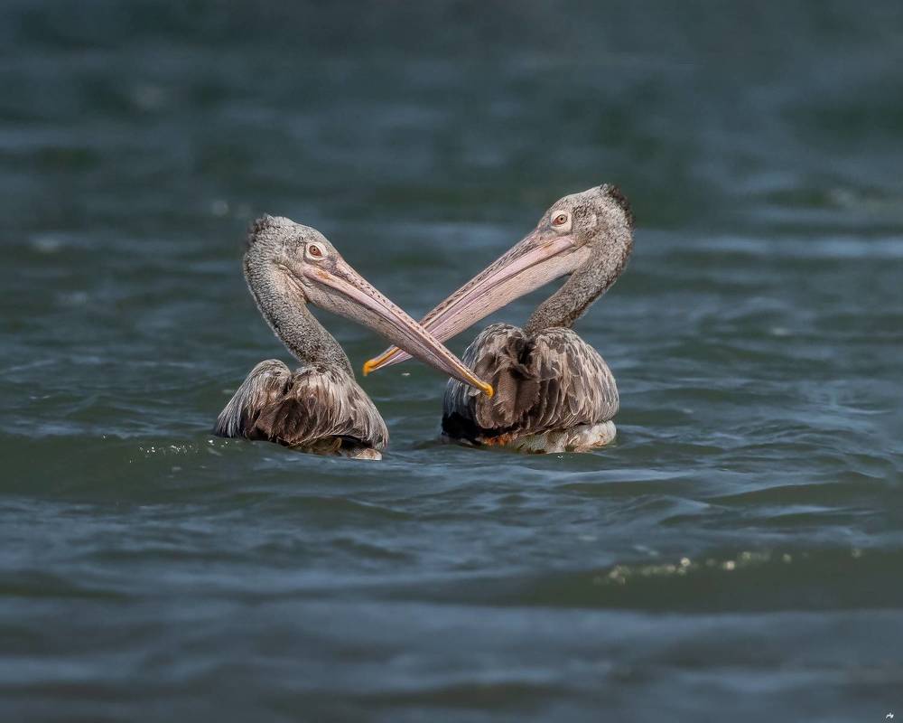 Photograph by Prabhat Ghosh