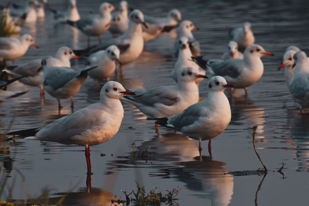 Photograph by Aadarsh choudhary