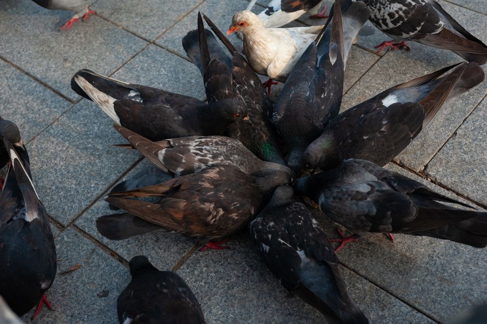 Фотография автора Дмитрий Старостин