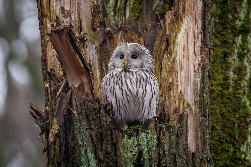 Photograph by Антон Науменко