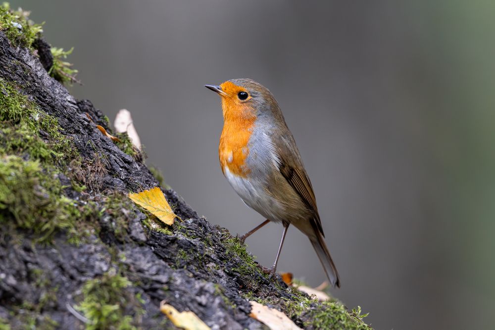 Photograph by Антон Науменко