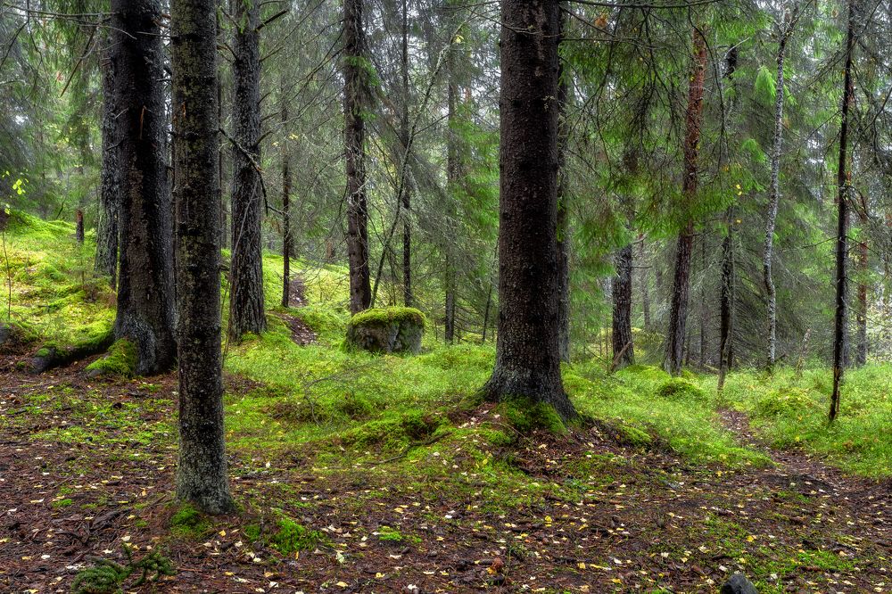 Photograph by Алексей Ромадов