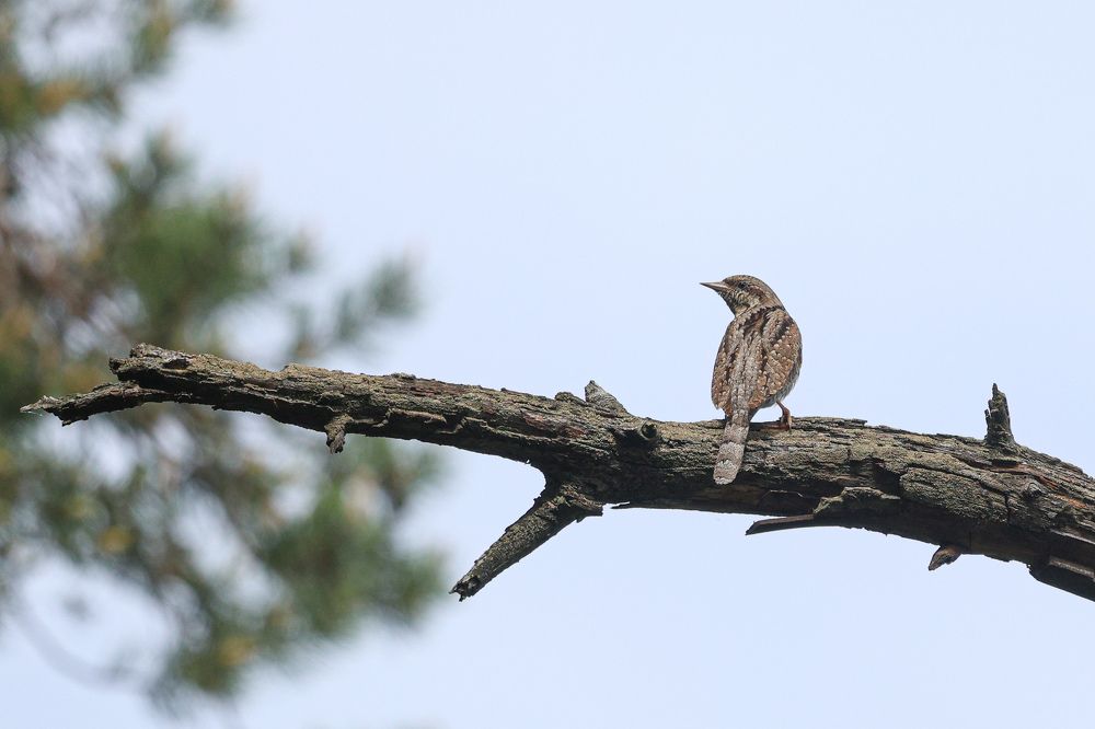 Фотография автора Григорий Борняков