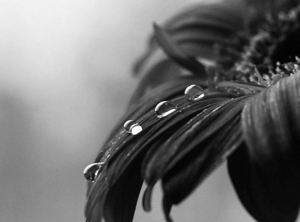 Photograph by Чернякова Галина