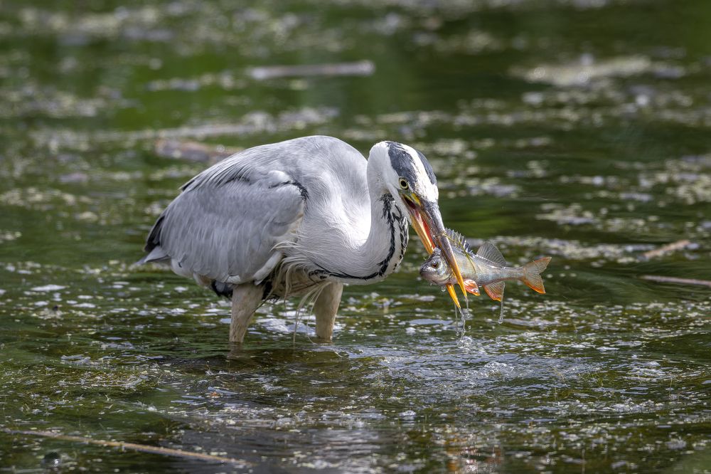 Photograph by Антон Науменко