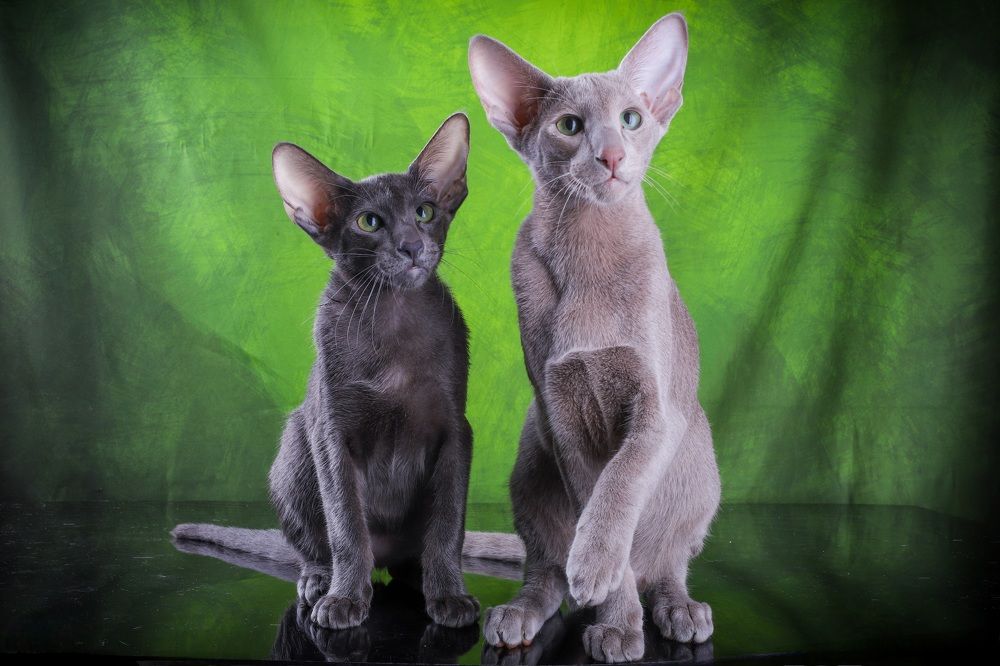 Photograph by Альвина Кузнецова