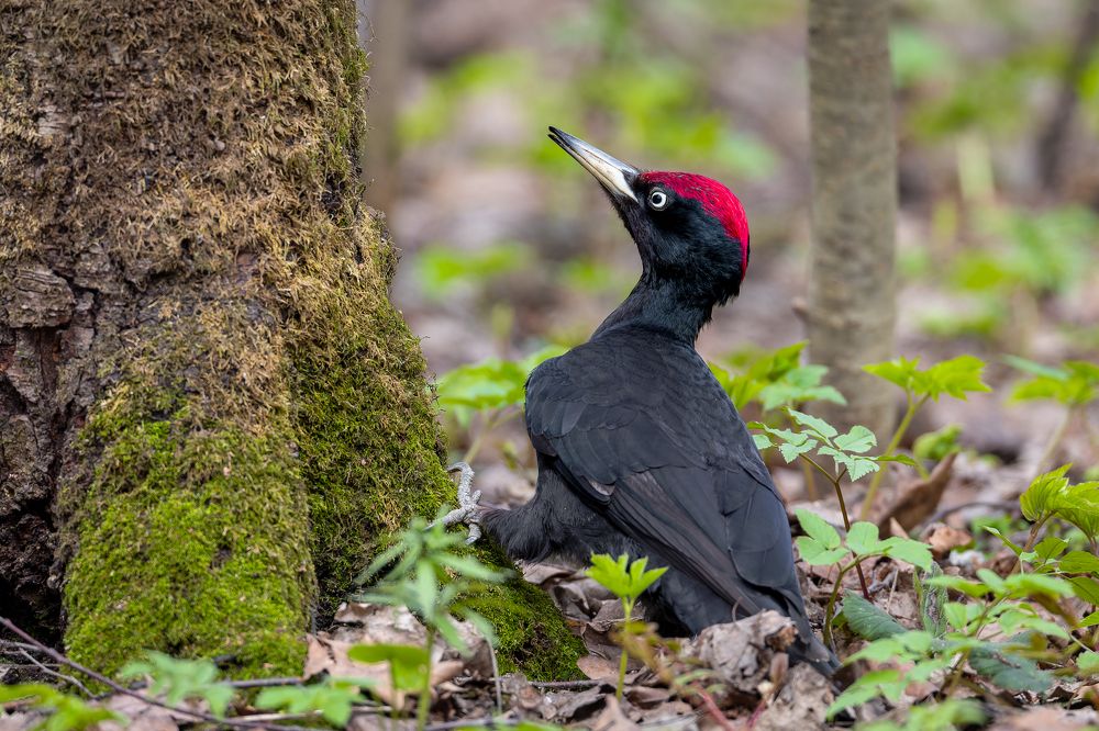 Photograph by Антон Науменко