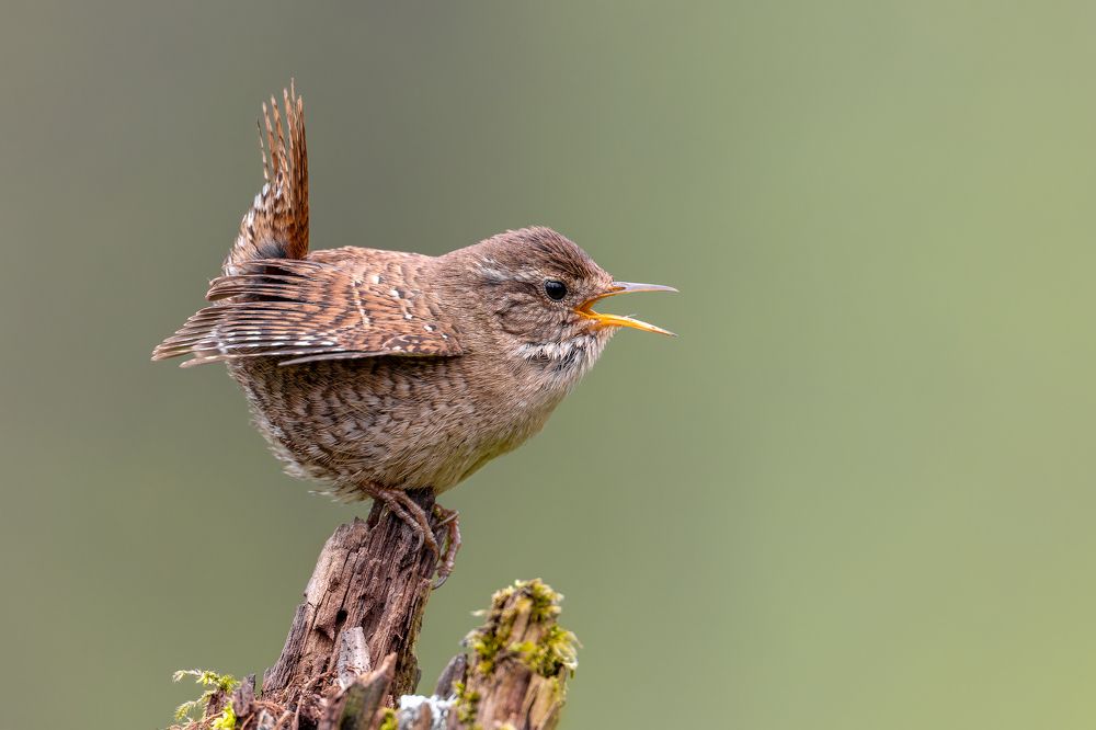 Photograph by Антон Науменко