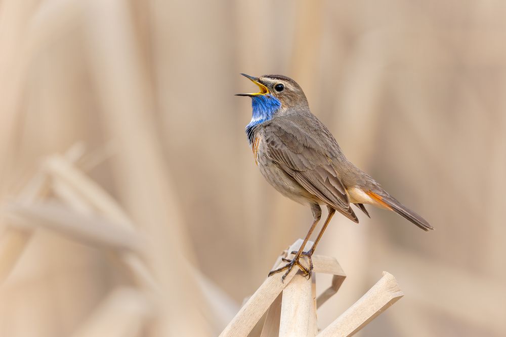 Photograph by Антон Науменко