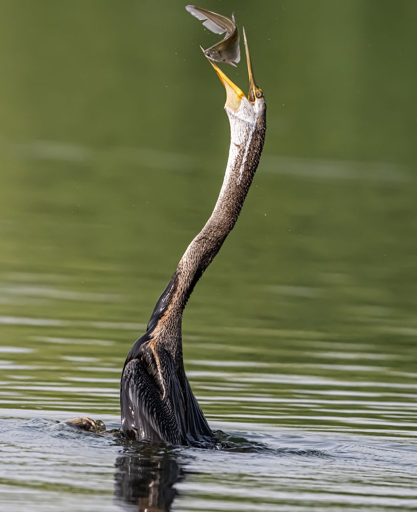 Photograph by Ratnadeep