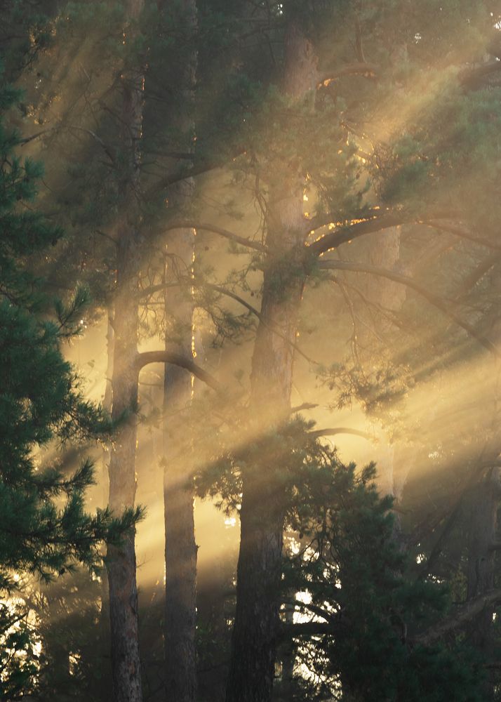 Осенний лес