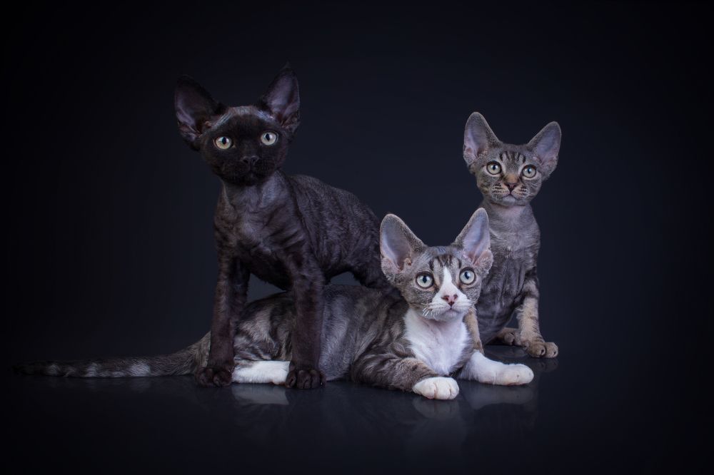 Capricorn Star’s *RU, devon rex