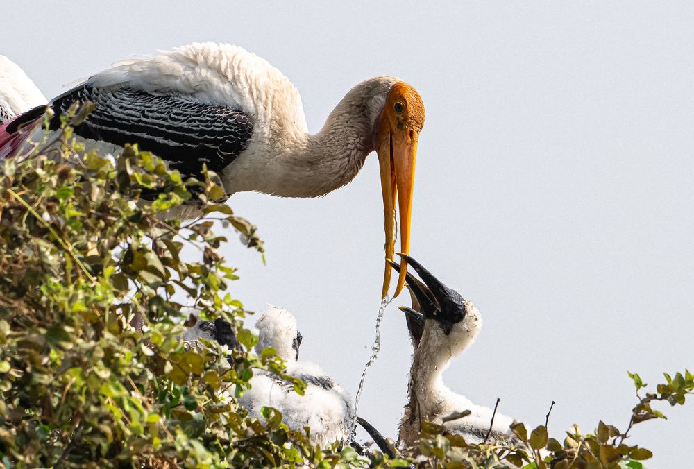 Photograph by Ratnadeep