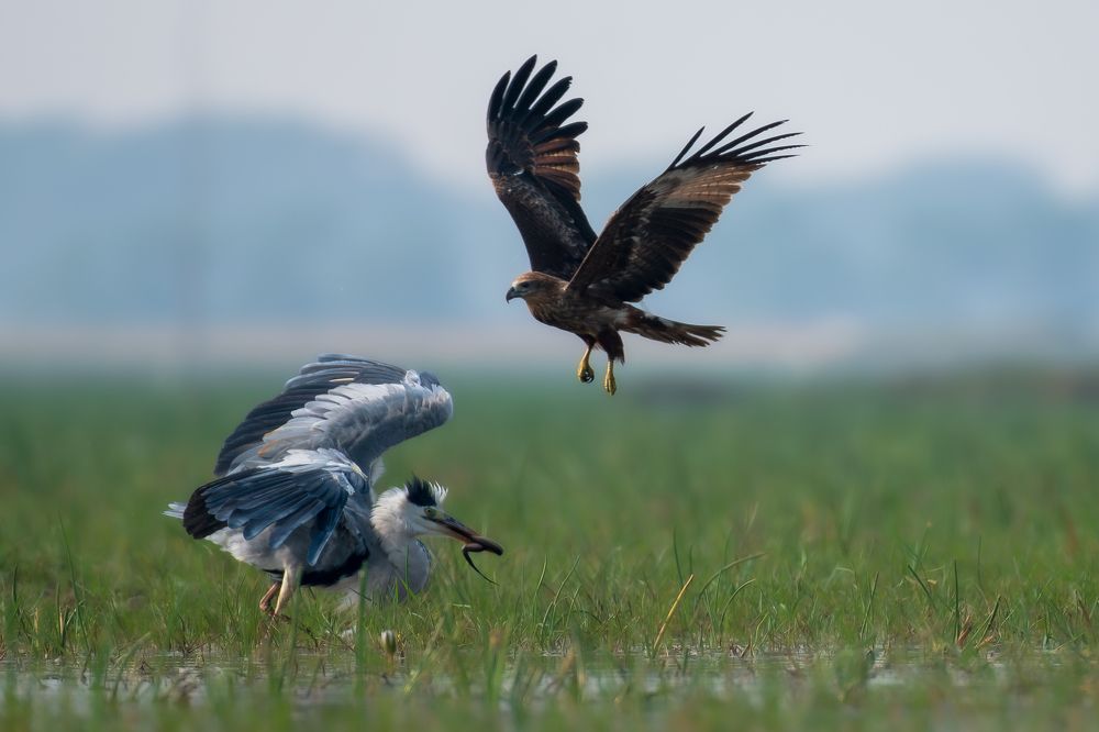 Photograph by Arnold Judson Samuel