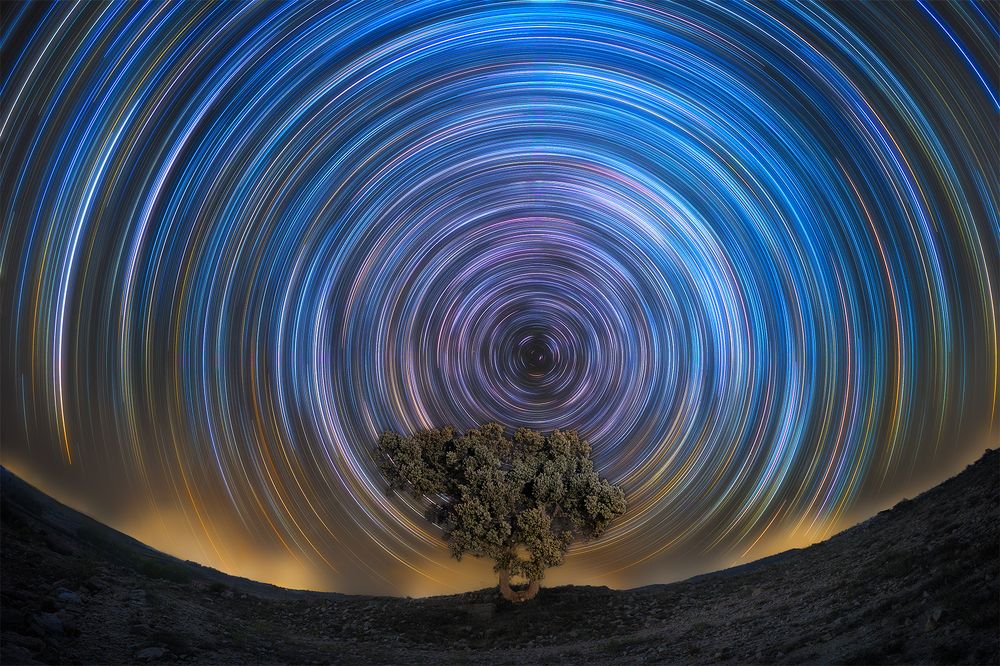 Startrails over a Young Holm Tree