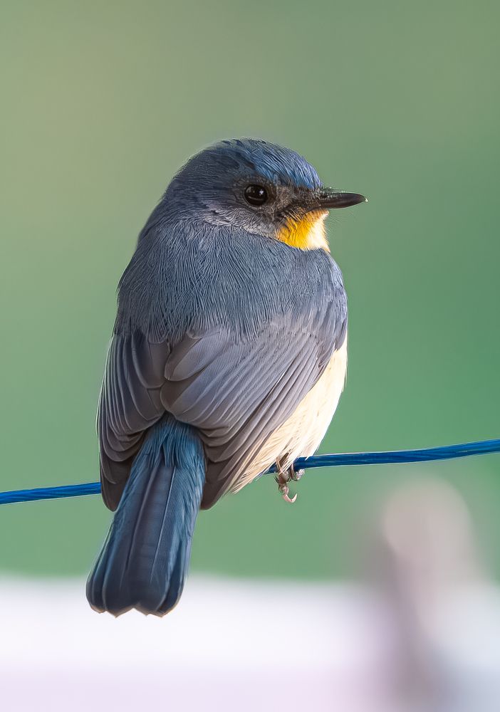 Фотография автора Ratnadeep