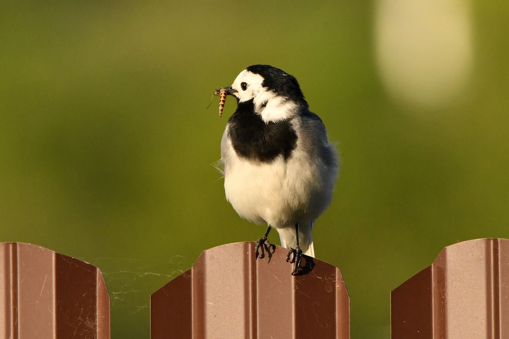 Photograph by Владимир Романов